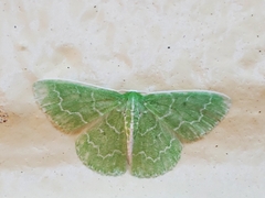 Synchlora frondaria