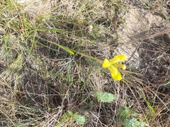 Moraea bellendenii