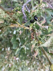 Phratora