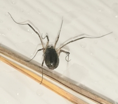 Oligolophinae