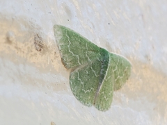 Synchlora frondaria