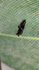 Chrysodeixis eriosoma