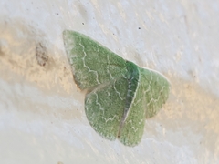 Synchlora frondaria