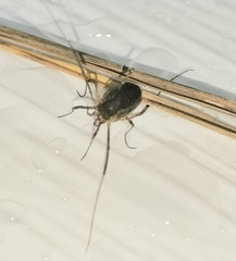 Oligolophinae