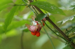 Euonymus latifolius