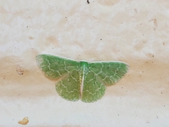 Synchlora frondaria
