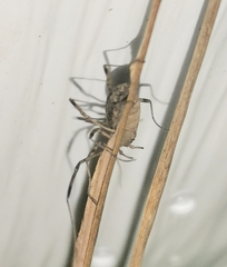 Oligolophinae