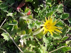 Arctotheca prostrata