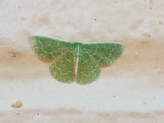 Synchlora frondaria