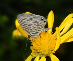 Leptotes pirithous