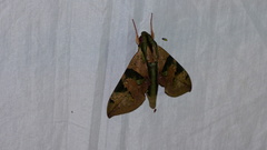 Eumorpha capronnieri