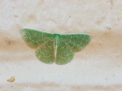 Synchlora frondaria