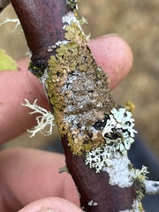 Melanelixia subaurifera