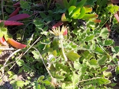 Arctotheca prostrata