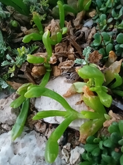 Disphyma crassifolium