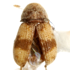 Ormiscus fasciatus