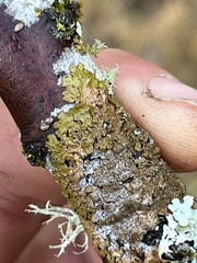 Melanelixia subaurifera