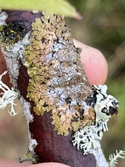 Melanelixia subaurifera