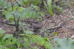 Junco phaeonotus