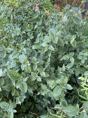 Achyranthes