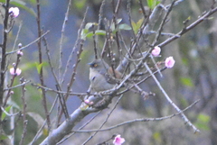 Junco phaeonotus