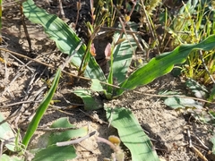 Cyanella