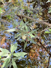 Psychotria tenuifolia