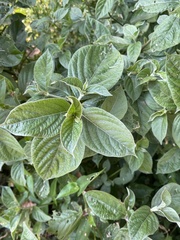 Achyranthes