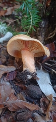 Lactarius salmonicolor