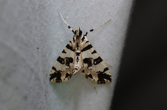 Conchylodes salamisalis