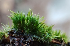 Campylopus flexuosus