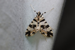 Conchylodes salamisalis