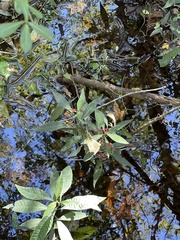 Psychotria tenuifolia