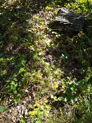 Pycnanthemum verticillatum