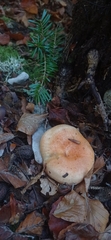 Lactarius salmonicolor