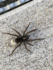 Tigrosa helluo