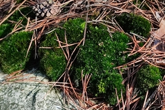 Campylopus flexuosus