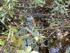 Psychotria tenuifolia