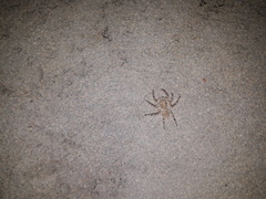 Plexippoides flavescens