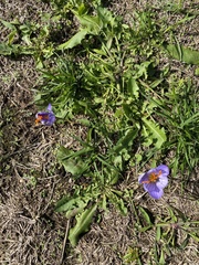 Crocus speciosus