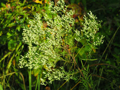 Eupatorium hyssopifolium