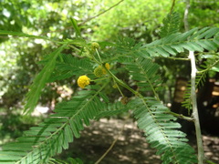 Vachellia macracantha