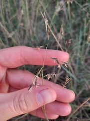 Cleistogenes serotina