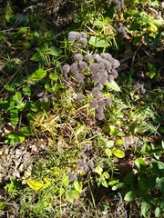 Pycnanthemum verticillatum