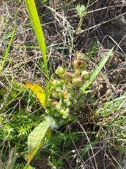 Wachendorfia multiflora