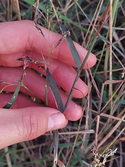 Cleistogenes serotina