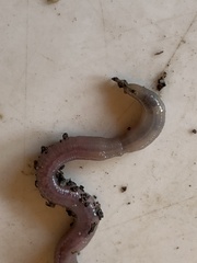 Eisenia fetida