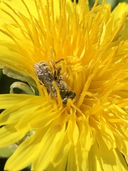 Halictus tripartitus