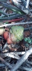 Crassula montana