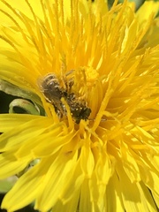 Halictus tripartitus